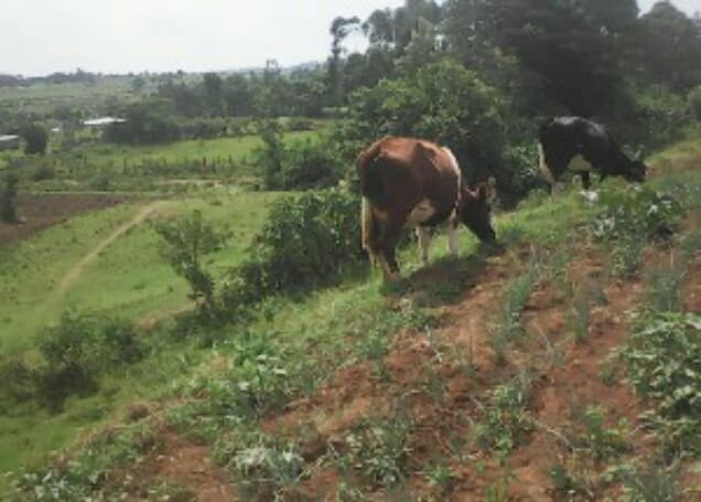 Listing image gallery