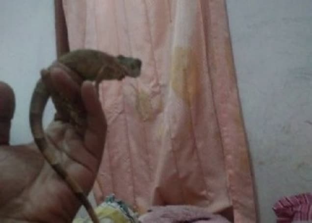 Listing image gallery