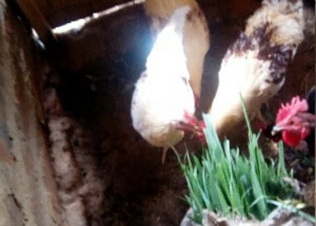 Listing image gallery