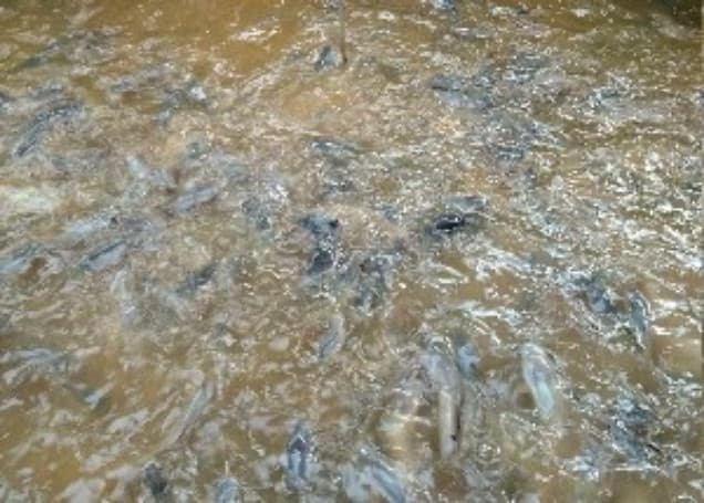 Listing image gallery