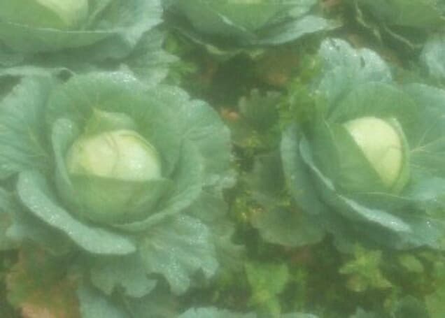 Listing image gallery