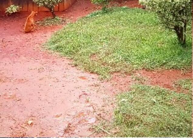 Listing image gallery