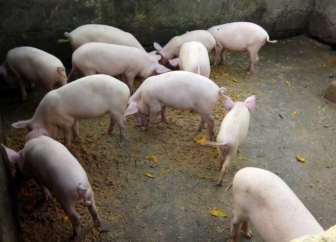 Listing image gallery