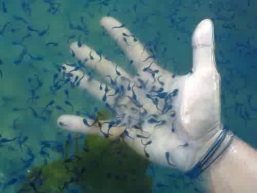 comment image
