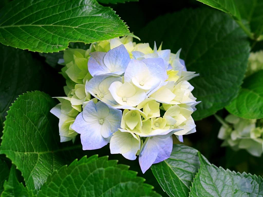 Listing image gallery