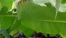 Listing image gallery