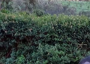 Listing image gallery