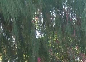 Listing image gallery