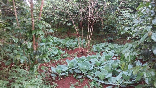 Listing image gallery