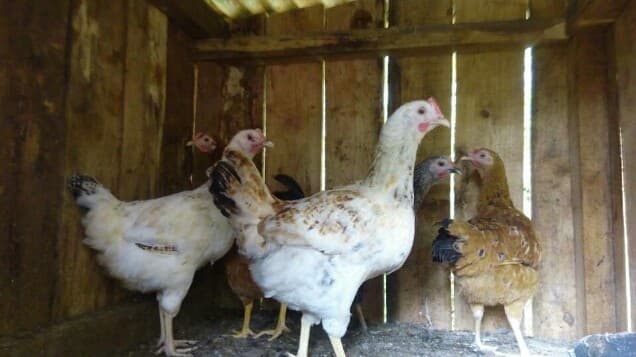 Listing image gallery