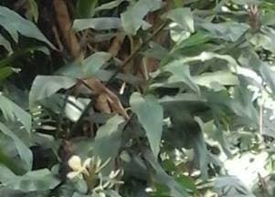 Listing image gallery