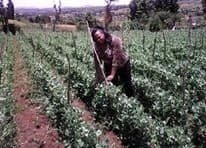 Listing image gallery