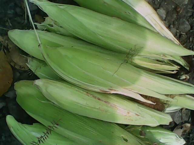 comment image